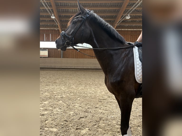 Westfale Stute 8 Jahre 175 cm Brauner in Babenhausen