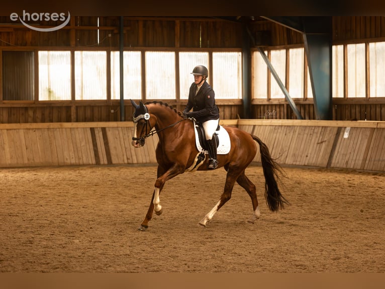 Westfale Stute 8 Jahre 175 cm Fuchs in Wahlstedt