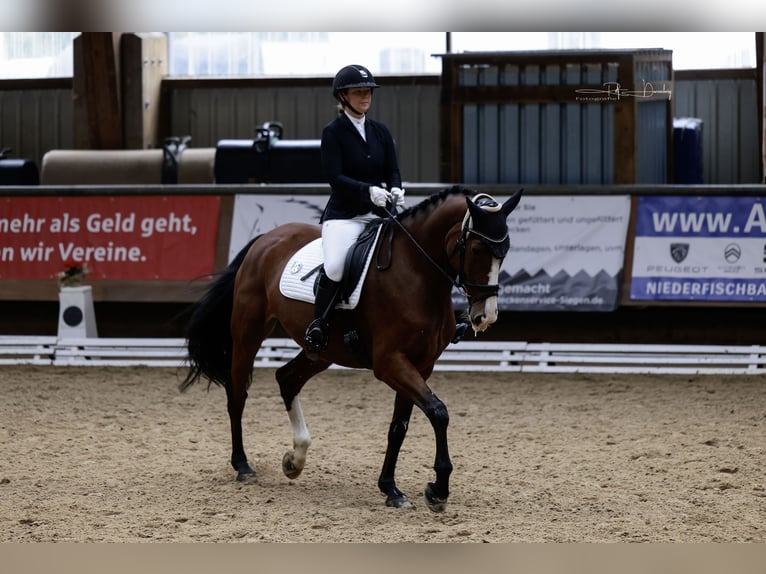Westfale Stute 8 Jahre 180 cm Brauner in Bottrop