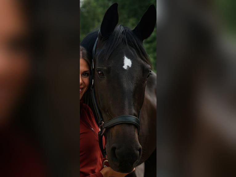 Westfale Stute 8 Jahre 180 cm Rappe in Perl