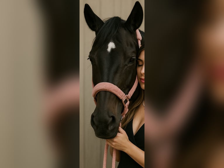 Westfale Stute 8 Jahre 180 cm Rappe in Perl