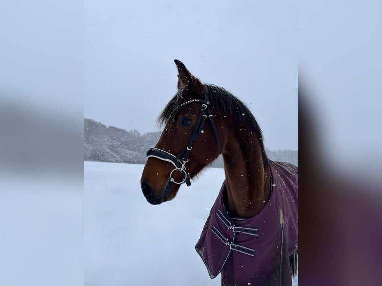 Westfale Stute 9 Jahre 160 cm Brauner in Rothenbach