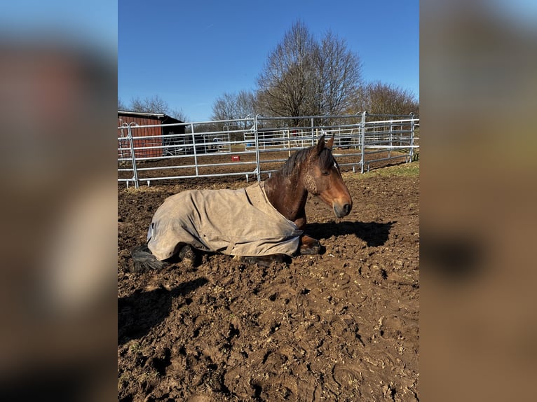 Westfale Stute 9 Jahre 160 cm Brauner in Rothenbach