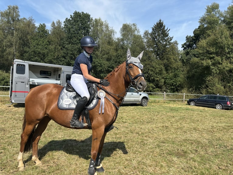 Westfale Stute 9 Jahre 160 cm Fuchs in Petershagen