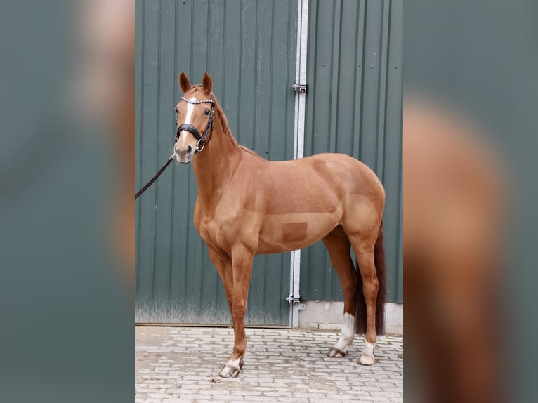 Westfale Stute 9 Jahre 160 cm Fuchs in Petershagen