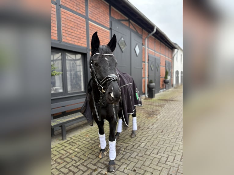 Westfale Stute 9 Jahre 160 cm Rappe in Hamm