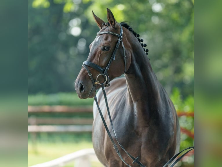 Westfale Stute 9 Jahre 162 cm Brauner in Münster