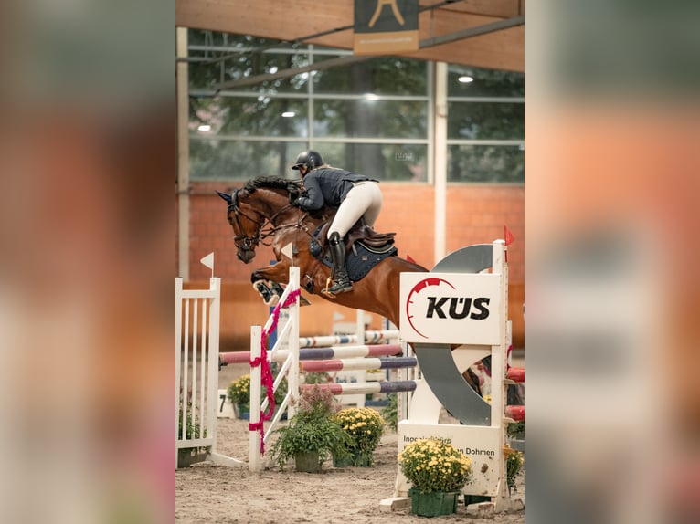 Westfale Stute 9 Jahre 163 cm Brauner in Dormagen