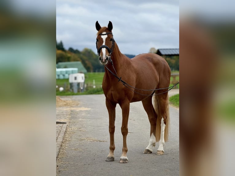 Westfale Stute 9 Jahre 163 cm Fuchs in Altenkirchen