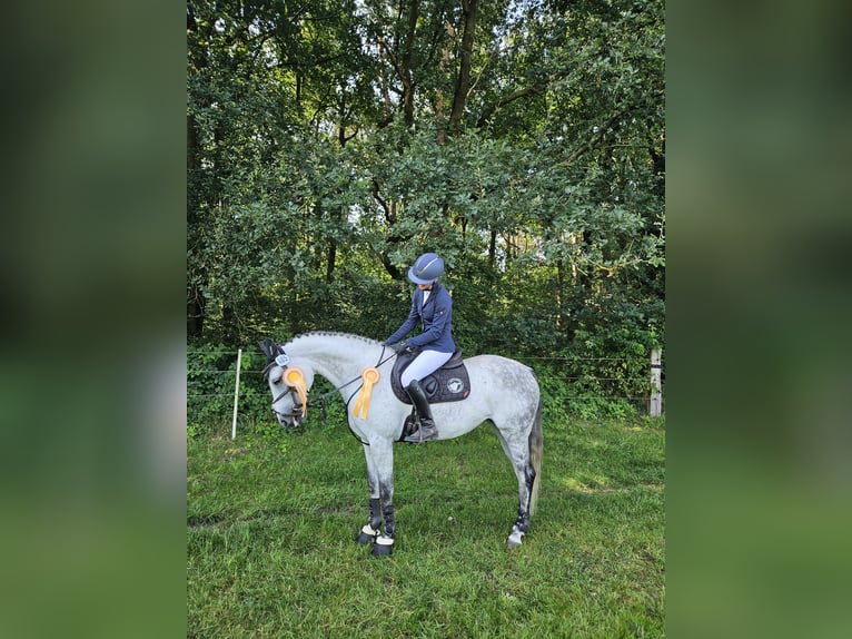 Westfale Stute 9 Jahre 163 cm Schimmel in Pattensen