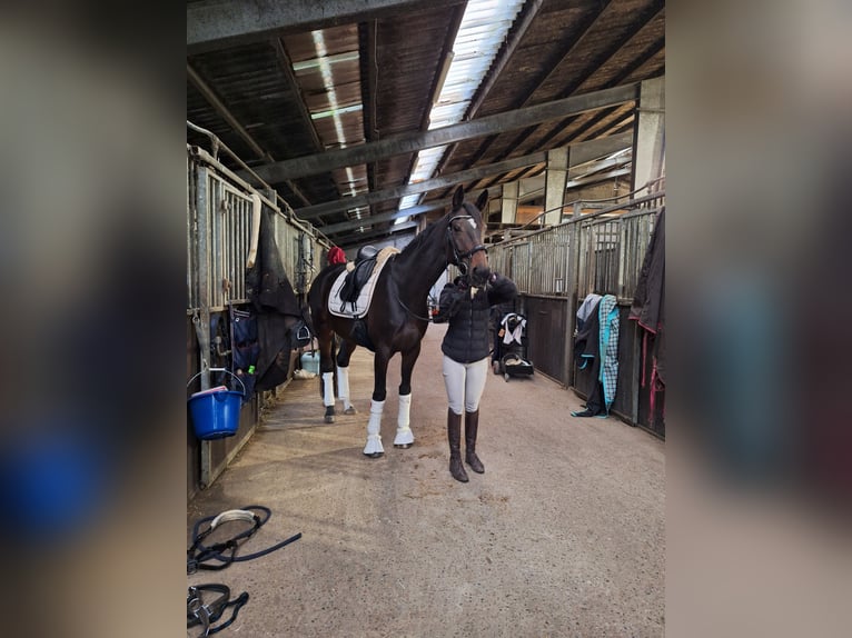 Westfale Stute 9 Jahre 164 cm Dunkelbrauner in Norden Norddeich