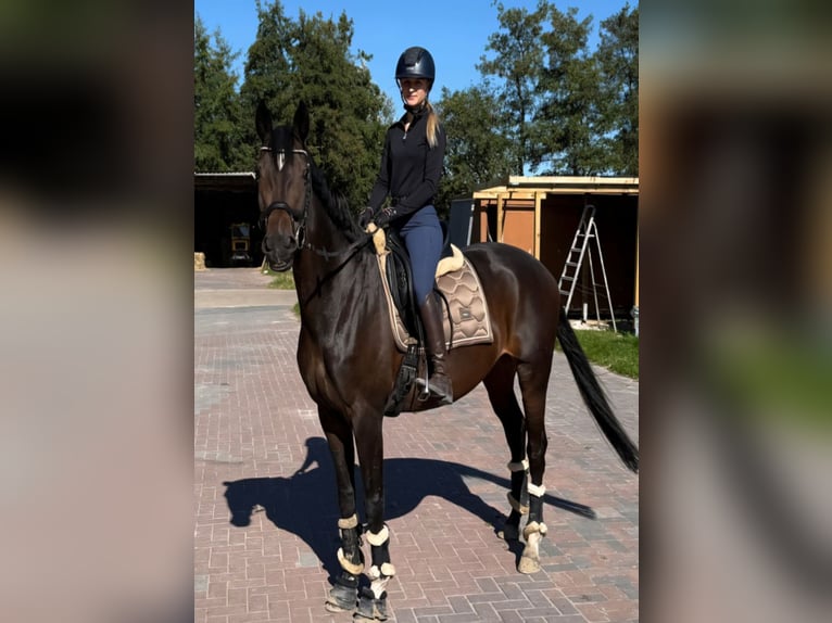 Westfale Stute 9 Jahre 164 cm Dunkelbrauner in Norden Norddeich