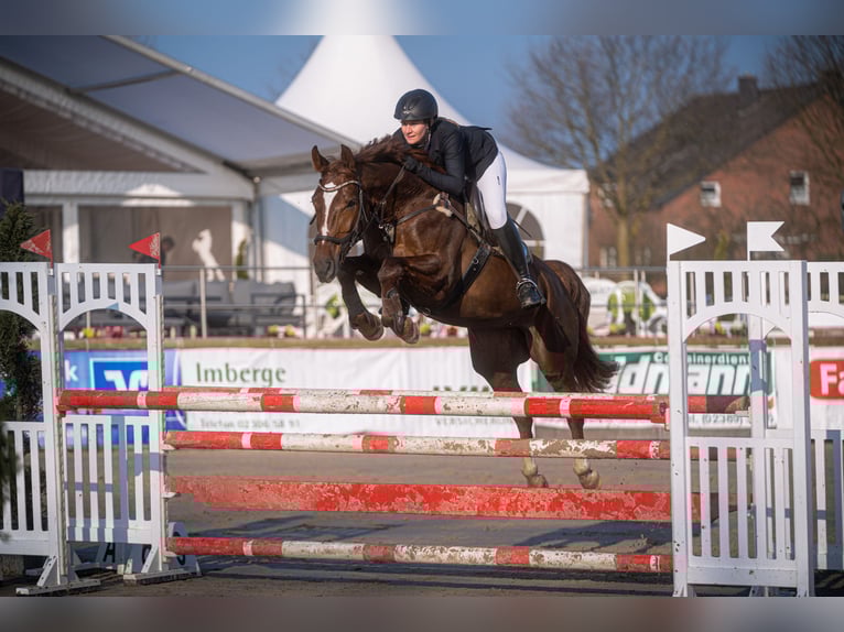 Westfale Stute 9 Jahre 164 cm Dunkelfuchs in Ascheberg
