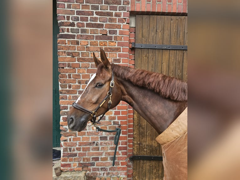 Westfale Stute 9 Jahre 164 cm Dunkelfuchs in Ascheberg