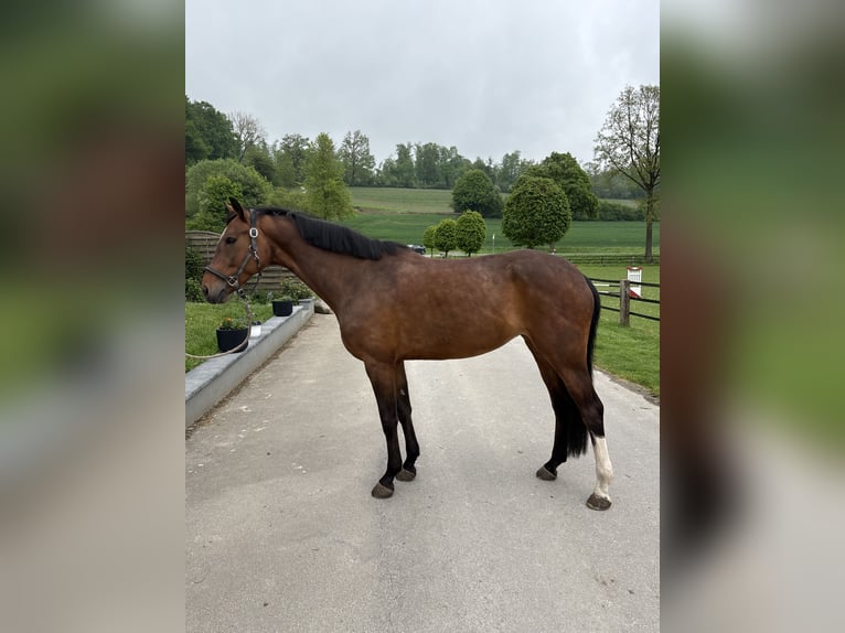 Westfale Stute 9 Jahre 165 cm Brauner in Barntrup