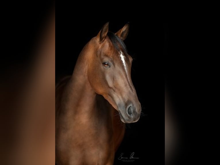 Westfale Stute 9 Jahre 165 cm Brauner in Barntrup