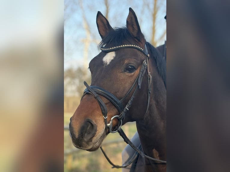 Westfale Stute 9 Jahre 165 cm Brauner in Altenberge