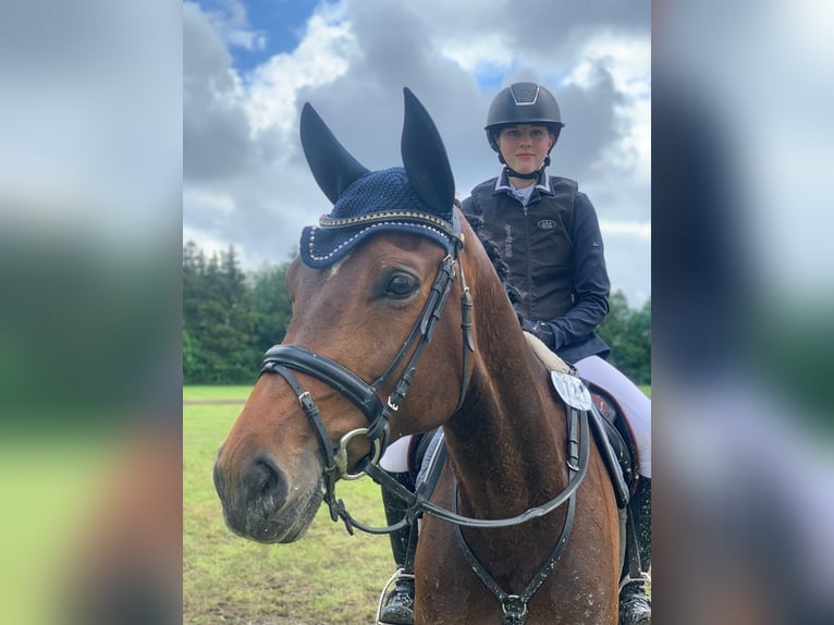 Westfale Stute 9 Jahre 165 cm Brauner in Altenberge