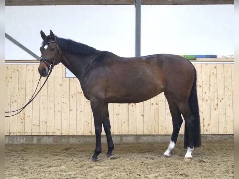 Westfale Stute 9 Jahre 165 cm Brauner in Altenberge