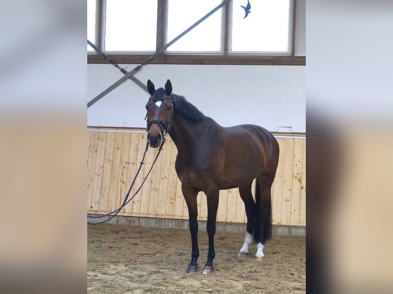 Westfale Stute 9 Jahre 165 cm Brauner in Altenberge