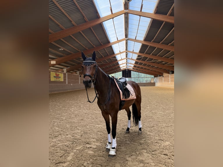 Westfale Stute 9 Jahre 165 cm Dunkelbrauner in Gaimersheim