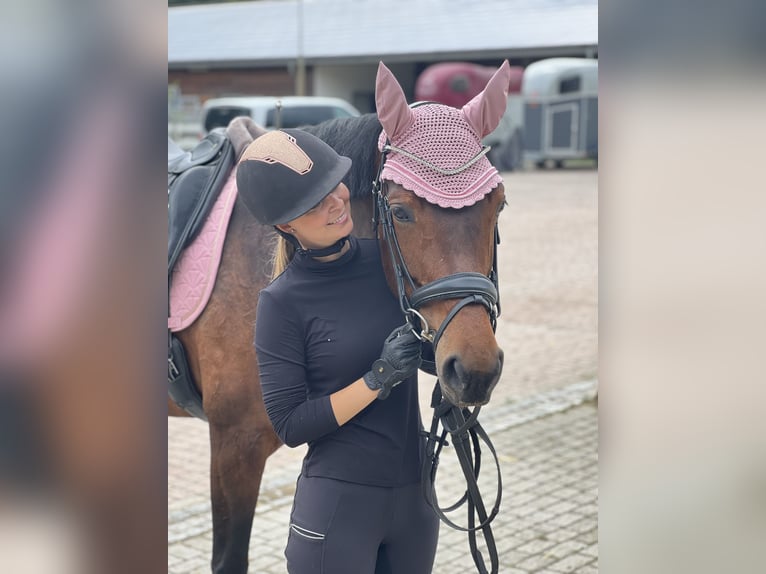 Westfale Stute 9 Jahre 165 cm Dunkelbrauner in Gaimersheim