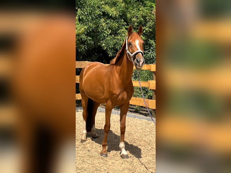 Westfale Stute 9 Jahre 165 cm Fuchs in Bopfingen