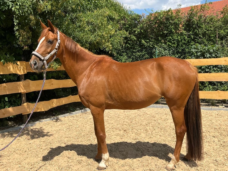 Westfale Stute 9 Jahre 165 cm Fuchs in Bopfingen