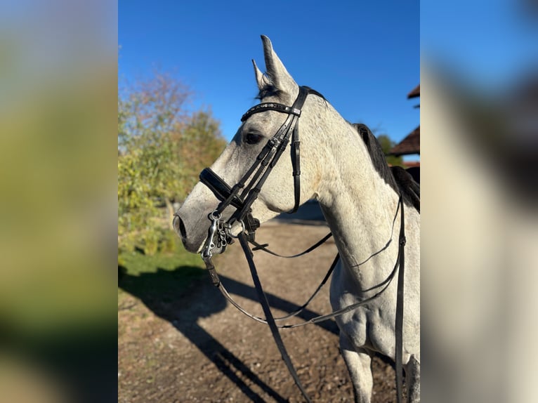 Westfale Stute 9 Jahre 165 cm Schimmel in Karlsfeld