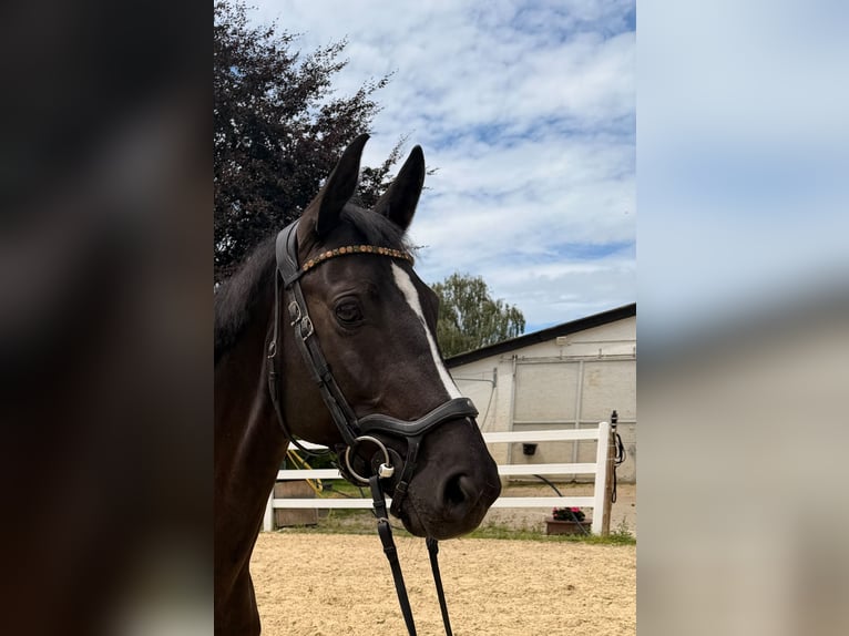 Westfale Stute 9 Jahre 166 cm Rappe in Grafschaft