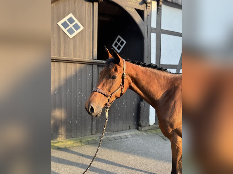 Westfale Stute 9 Jahre 167 cm Brauner in Rheda-Wiedenbrück