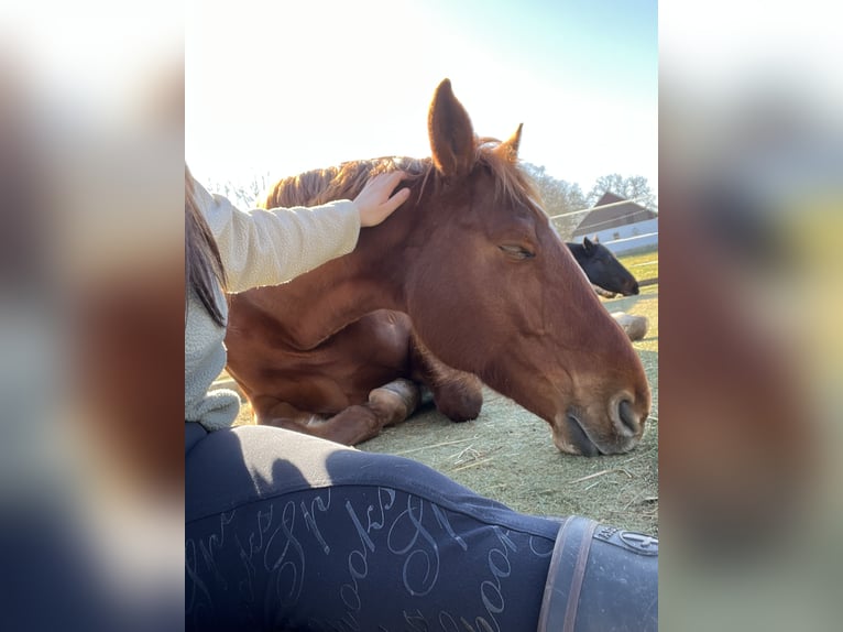 Westfale Stute 9 Jahre 167 cm Fuchs in Zierenberg