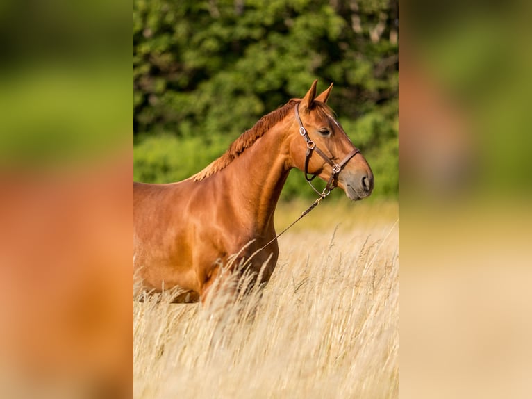 Westfale Stute 9 Jahre 167 cm Fuchs in Zierenberg
