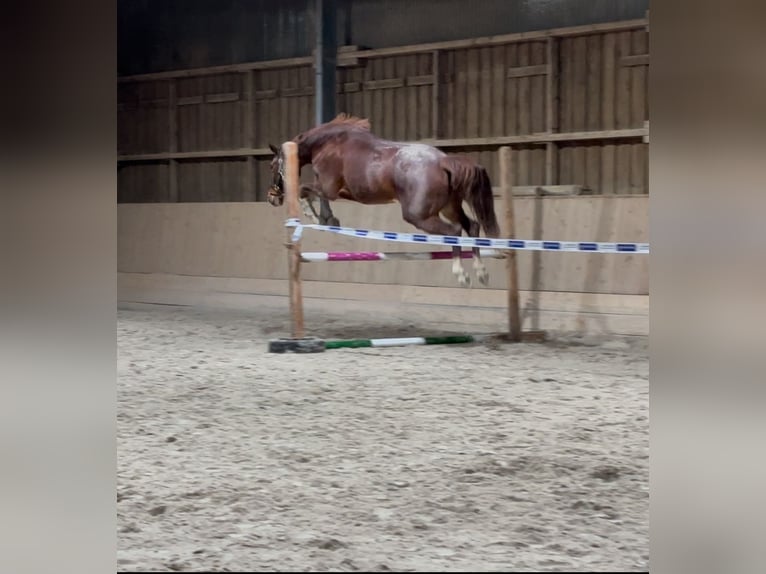 Westfale Stute 9 Jahre 167 cm Fuchs in Zierenberg