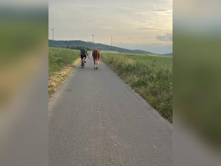 Westfale Stute 9 Jahre 167 cm Fuchs in Zierenberg