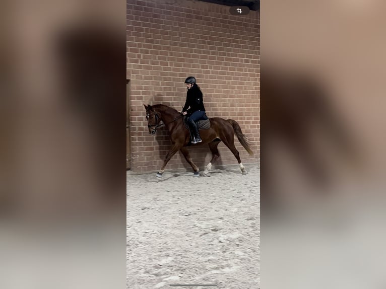 Westfale Stute 9 Jahre 167 cm Fuchs in Zierenberg