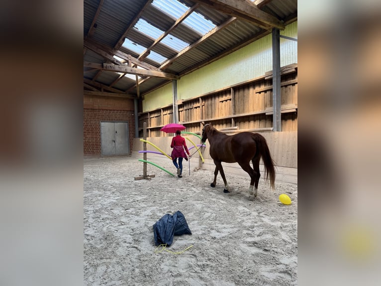 Westfale Stute 9 Jahre 167 cm Fuchs in Zierenberg