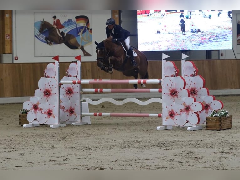 Westfale Stute 9 Jahre 167 cm Fuchs in Hüllhorst