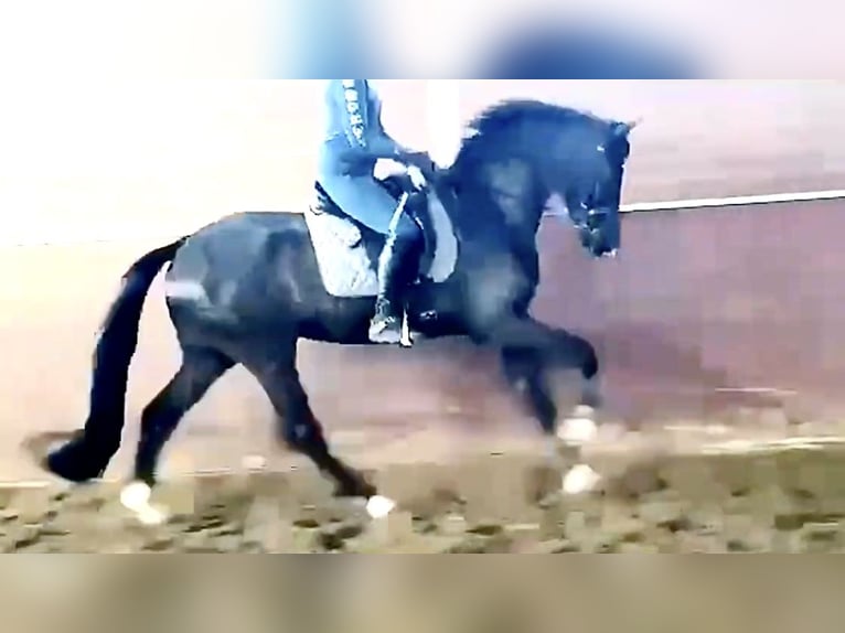 Westfale Stute 9 Jahre 167 cm Rappe in D&#xE4;tgen