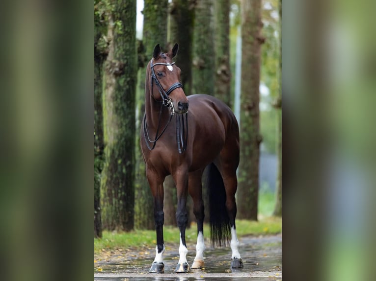 Westfale Stute 9 Jahre 168 cm Brauner in Haftenkamp