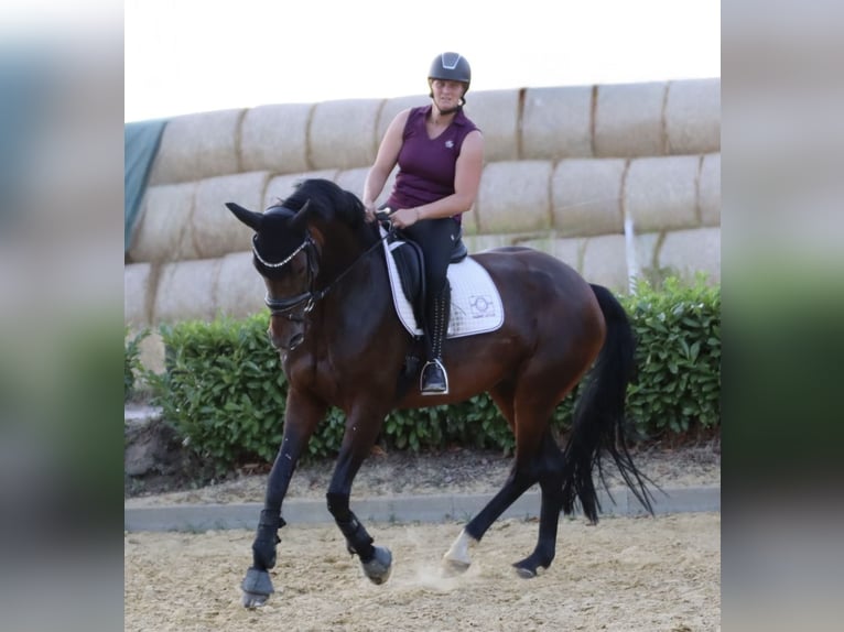 Westfale Stute 9 Jahre 168 cm Brauner in Herten