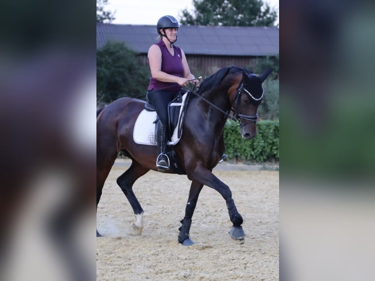 Westfale Stute 9 Jahre 168 cm Brauner in Herten