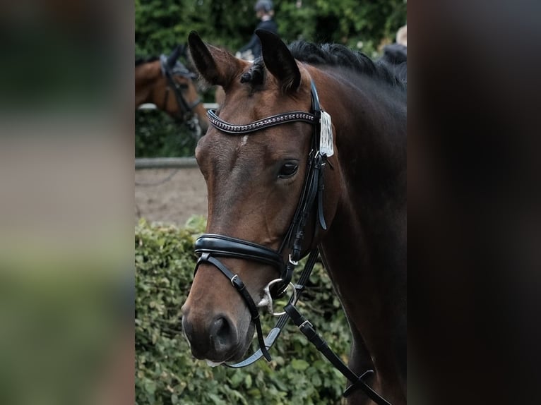 Westfale Stute 9 Jahre 168 cm Brauner in Herten