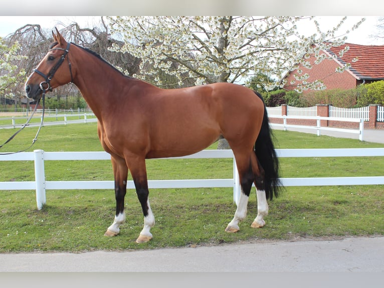 Westfale Stute 9 Jahre 168 cm Brauner in Bad Laer