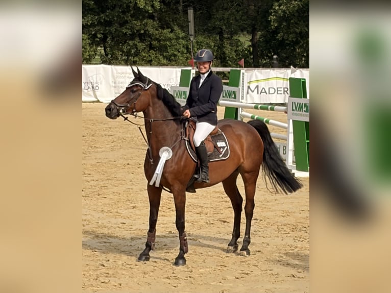 Westfale Stute 9 Jahre 168 cm Brauner in Martfeld