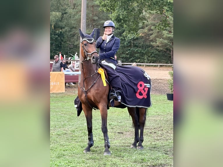 Westfale Stute 9 Jahre 168 cm Brauner in Martfeld
