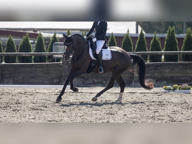 Westfale Stute 9 Jahre 168 cm Dunkelbrauner in Bottrop