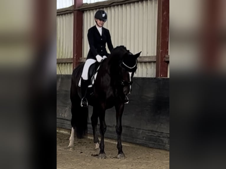 Westfale Stute 9 Jahre 168 cm Dunkelbrauner in Bottrop