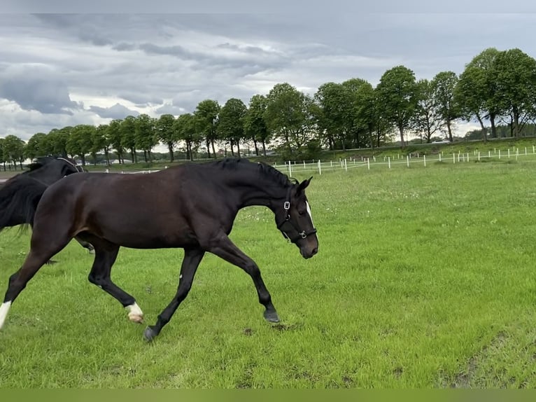 Westfale Stute 9 Jahre 168 cm Dunkelbrauner in Bottrop