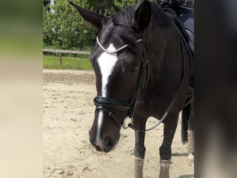 Westfale Stute 9 Jahre 168 cm Dunkelbrauner in Bottrop